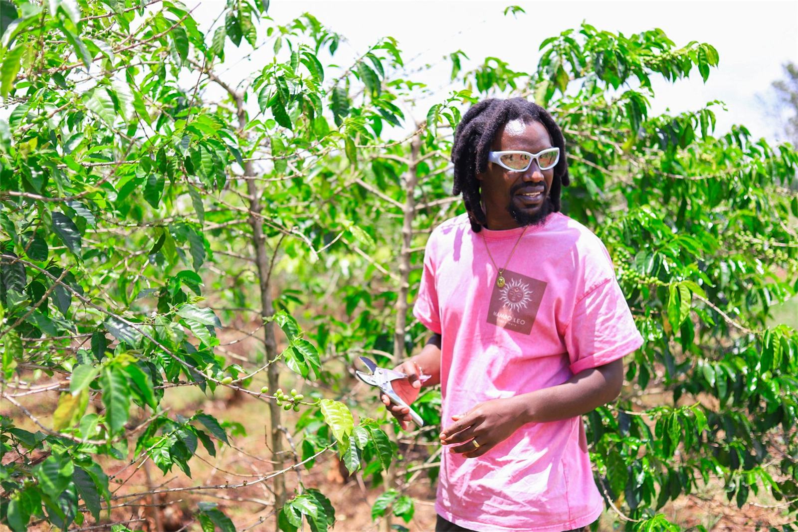 A hand reaching for green coffee cherries on the branch