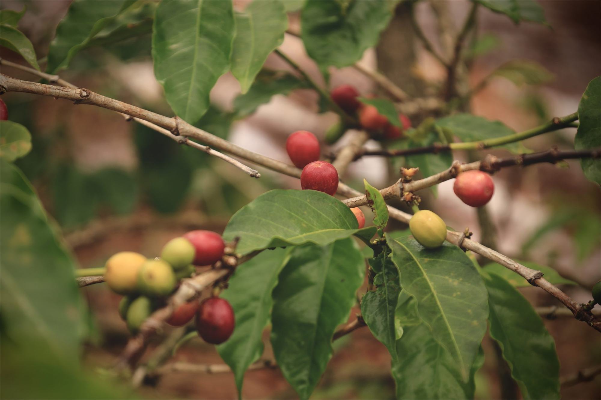 Ripe red coffee cherries on the branch in a Kenyan highland farm
