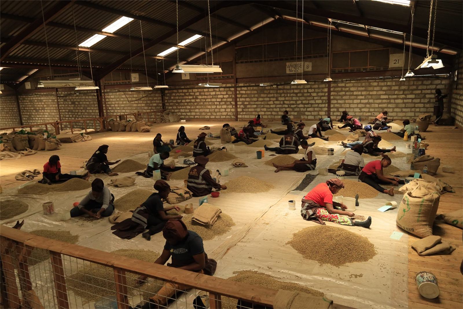 Workers hand-sorting green coffee on a warehouse floor
