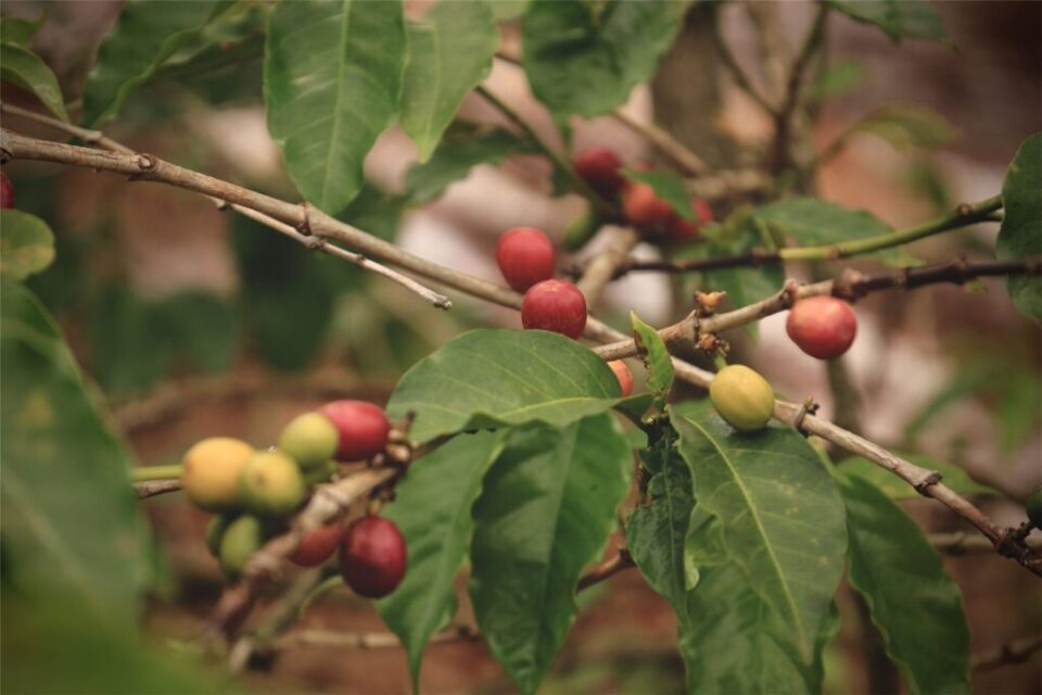 Ripe red coffee cherries on the branch in a Kenyan highland farm
