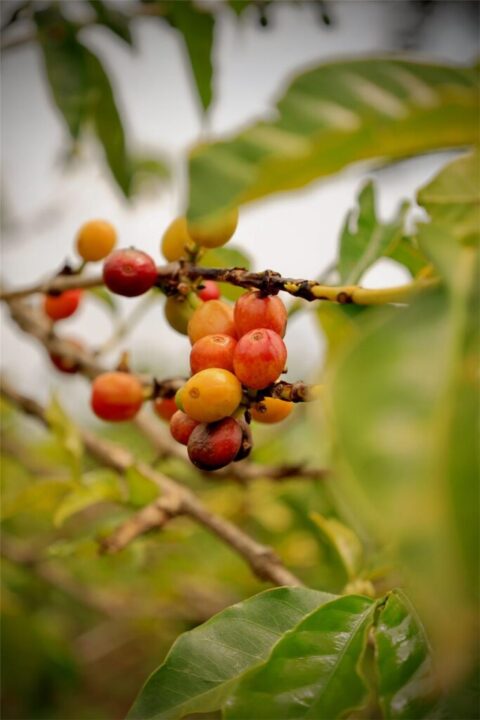 Coffee cherries ripening from green to red on the branch