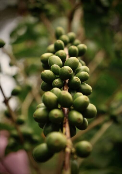 A dense cluster of green coffee cherries ripening on a Kenyan coffee tree