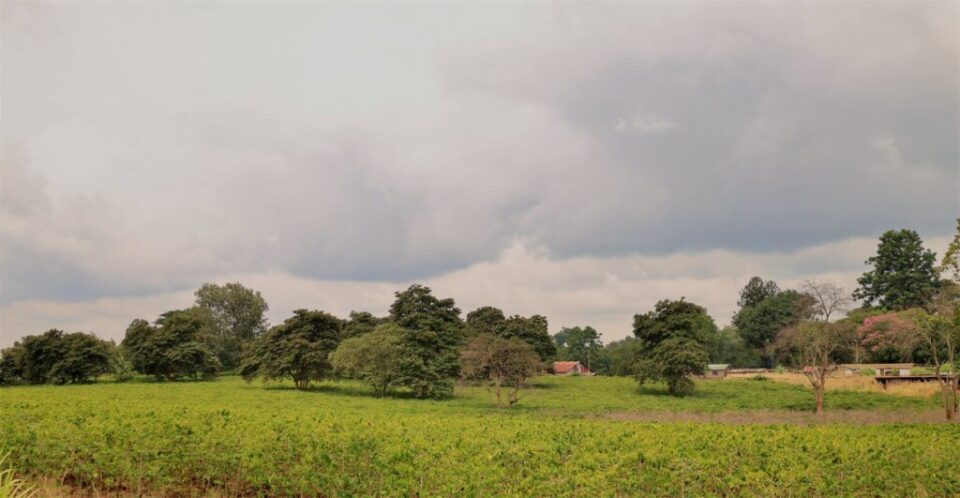 Green coffee farmland in the Kenyan highlands under a cloudy sky