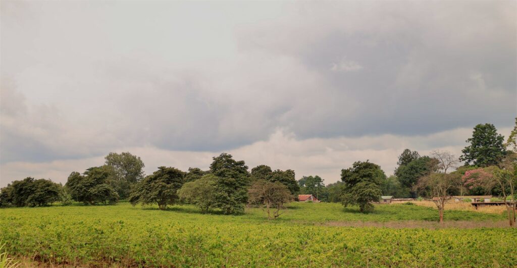 Green coffee farmland in the Kenyan highlands under a cloudy sky