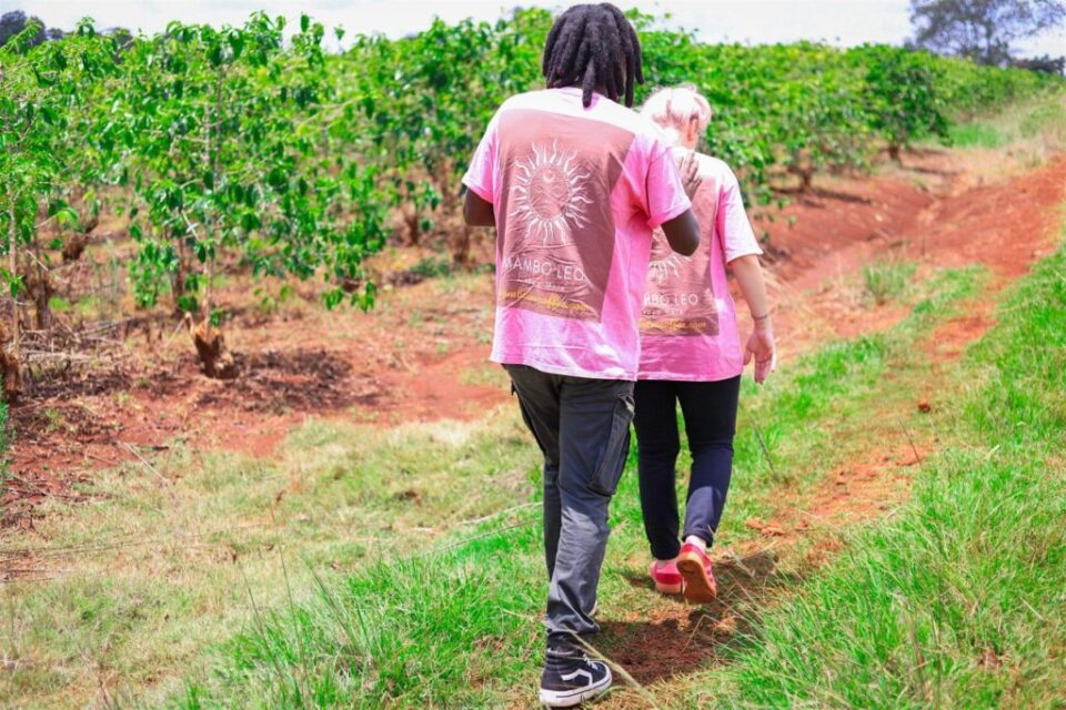 Mambo Leo founders walking between rows of coffee trees