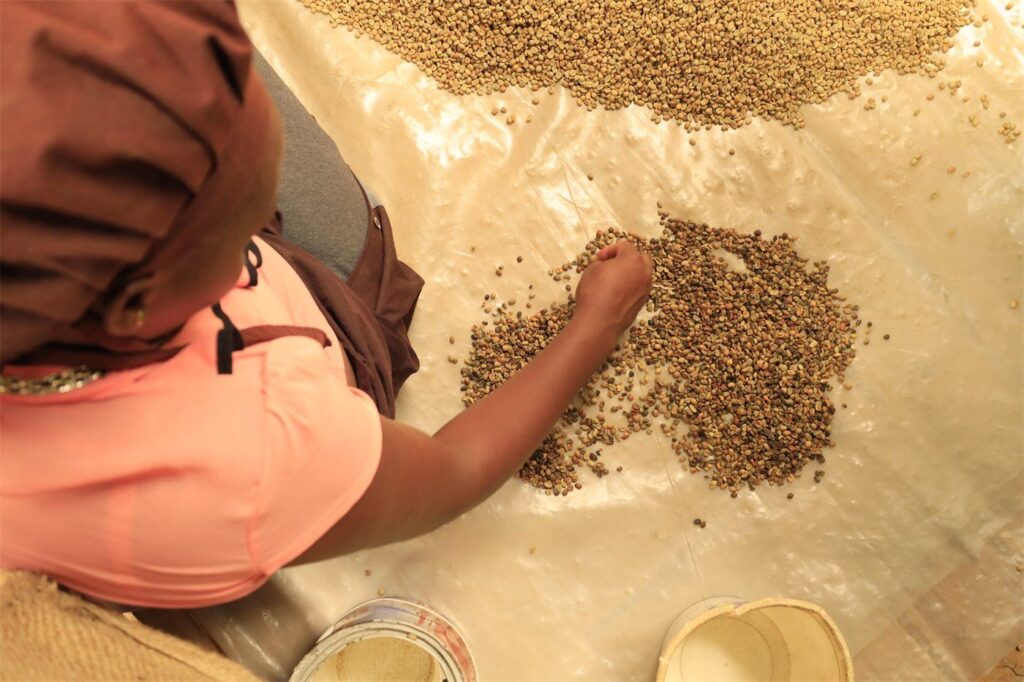 Hands sorting green coffee beans on a table