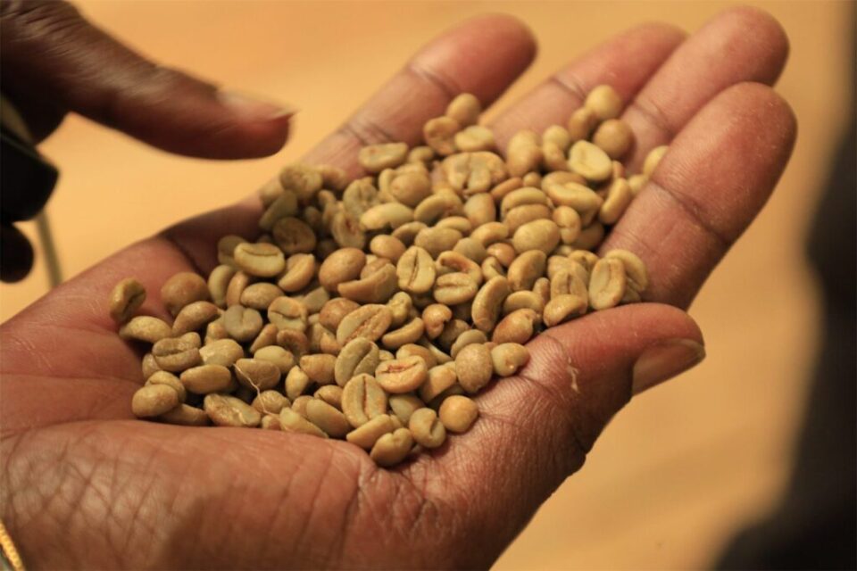 A handful of green Kenyan coffee beans