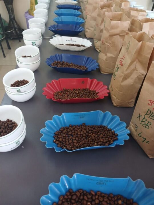 Cupping table with bowls of roasted samples ready for grading